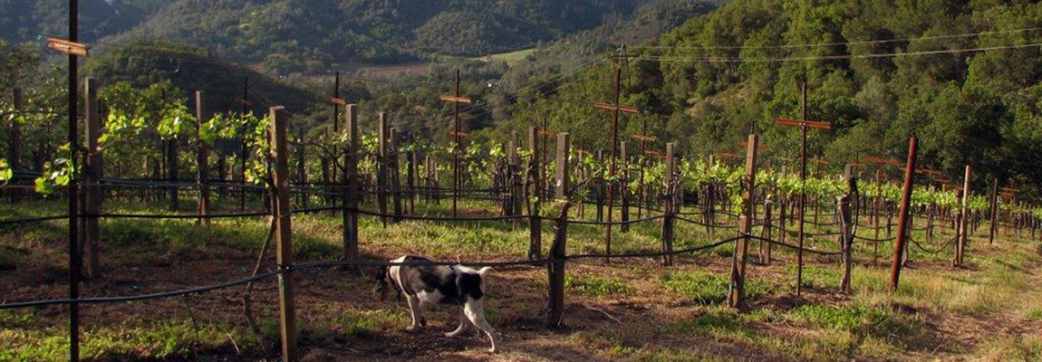 Napa Valley Vineyard Management