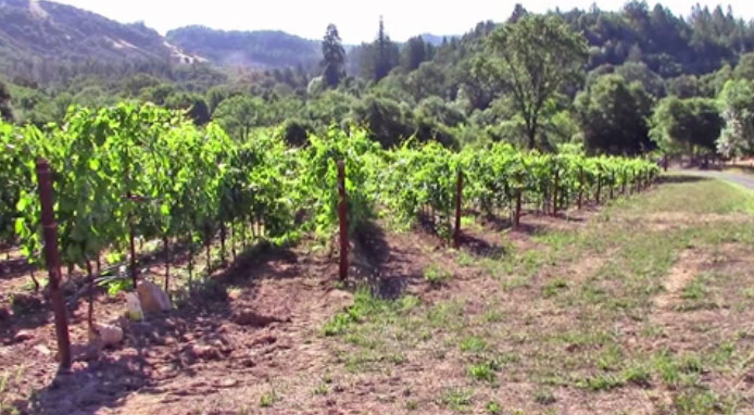 Weed control in the Napa Valley vineyards